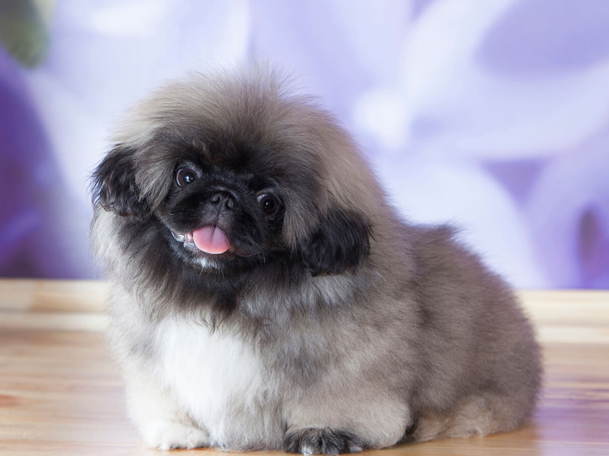 Pekingese